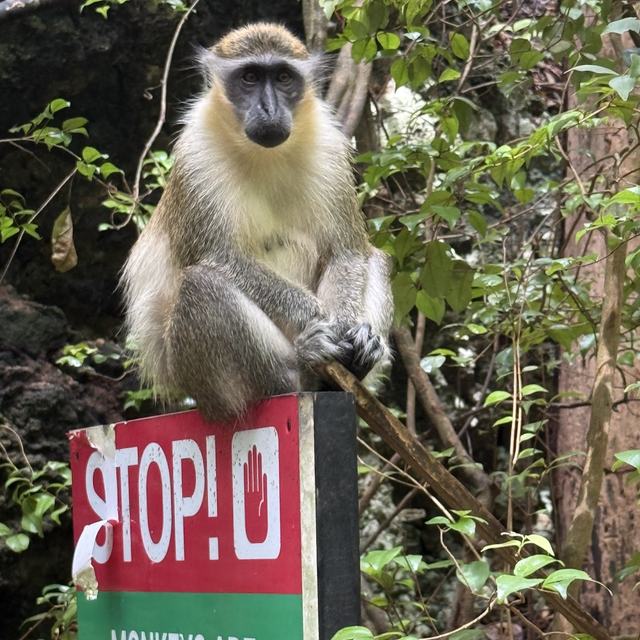 Green monkey at the Wildlife Reserve