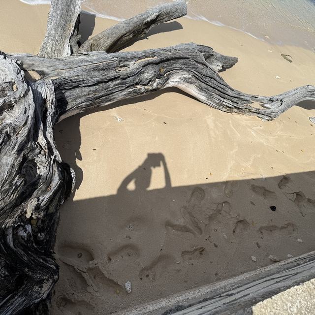 Driftwood on the beach